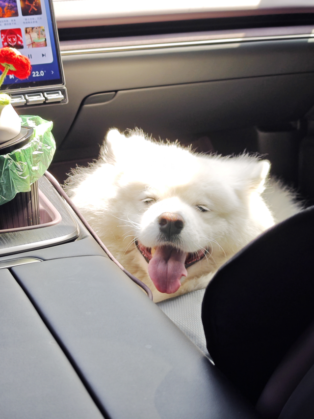 笑一个吧功成名就不是目的
阳光刚刚好，微笑天使萨摩耶来啦～狗狗专属位置，做好了准