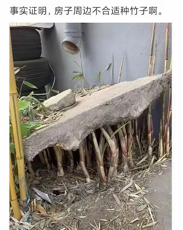 事实证明房子周边不能种竹子