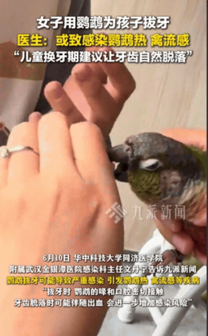 “太离谱！”武汉一女子用鹦鹉帮孩子拔牙，而且该女子称这只鹦鹉已经是第三次帮小朋友