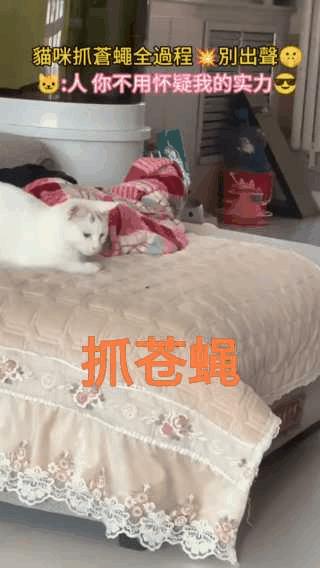 苍蝇也是肉，猫咪的速度太快了！
上学时也会玩，一抓一个，在苍蝇上方十公分，手掌半