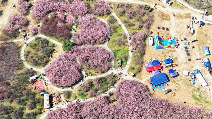 报告，西安大地上长了两朵巨型“梅花”！地铁直达，花期正好！
