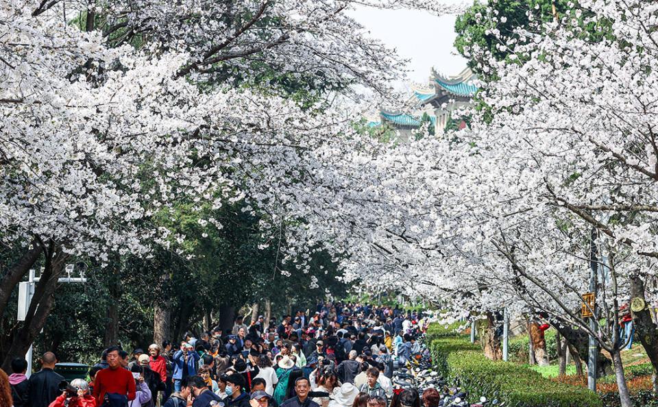 奇葩！武大的问题，竟然有人怪在樱花树上。
每年春季4月前后，去武大看樱花形成了很