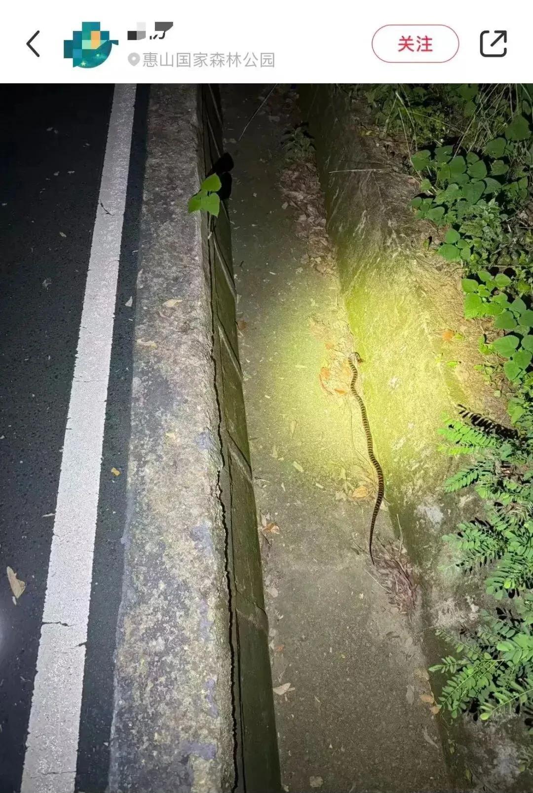 蛇这种种群数量是不是大幅增加了？连无锡爬惠山的小伙伴已经多次在微博上发帖称遇到花