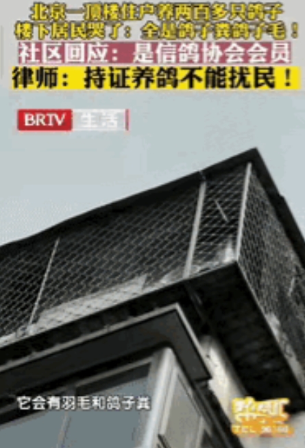 血亏30万！北京男子235万买房，不料楼上邻居养200+鸽子，卖房时直接贬值，社