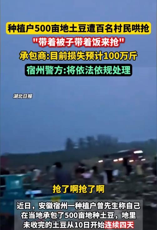 安徽宿州，一种植户在当地承包了500亩地种土豆，却没想到在收割土豆时，遭遇了大批