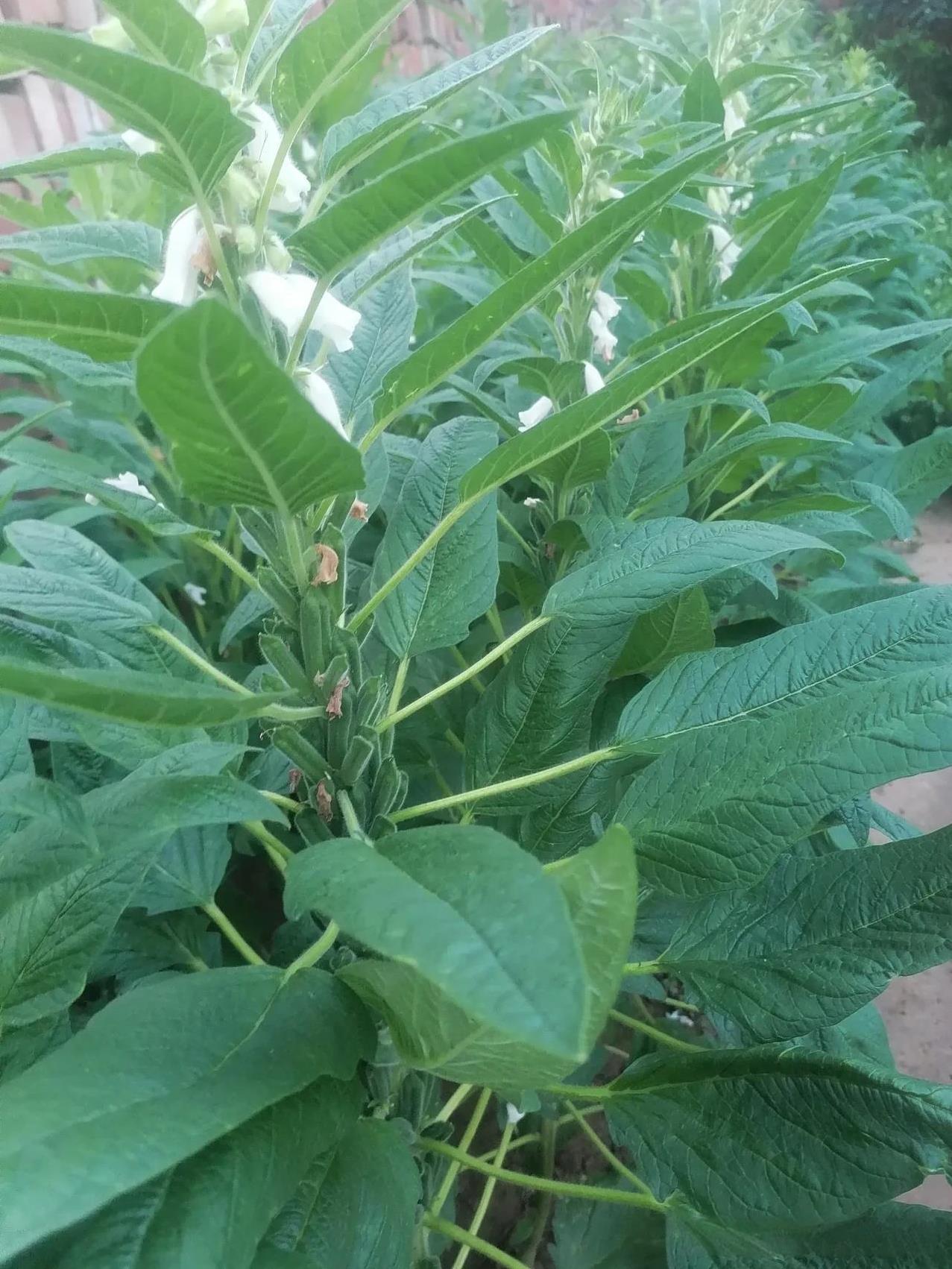 芝麻高产千万别忘了项管理！
我地家家户户都要种点芝麻，为了自己能够吃上纯芝麻香油