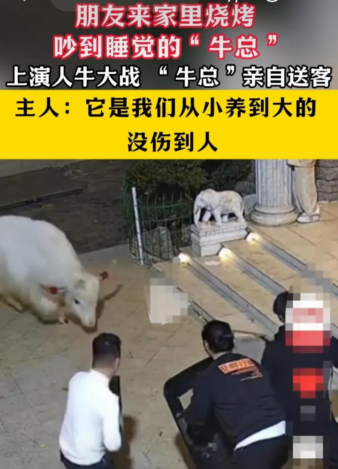 湖南邵阳，朋友来家里欢聚吃烧烤，主人陪他们一起玩到深夜。
主人家在下面睡觉的大白
