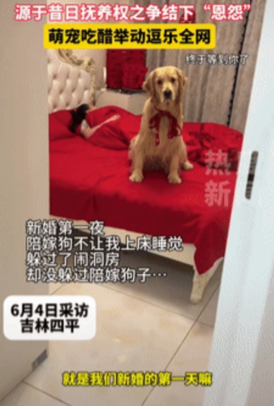 “万物皆有灵！”吉林四平，一夫妻新婚第一夜，新郎准备上床睡觉时，陪嫁狗却跑到床上