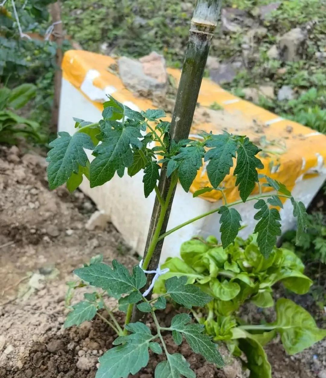 邻居大姐给的西红柿苗总算长大了，越长越壮，越长越高，可就是一个果子都不结。
我一