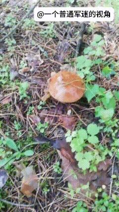 俄乌前线，一名俄军伞兵发现树林里有可以食用的蘑菇和野生草莓，他忙里偷闲采摘了不少
