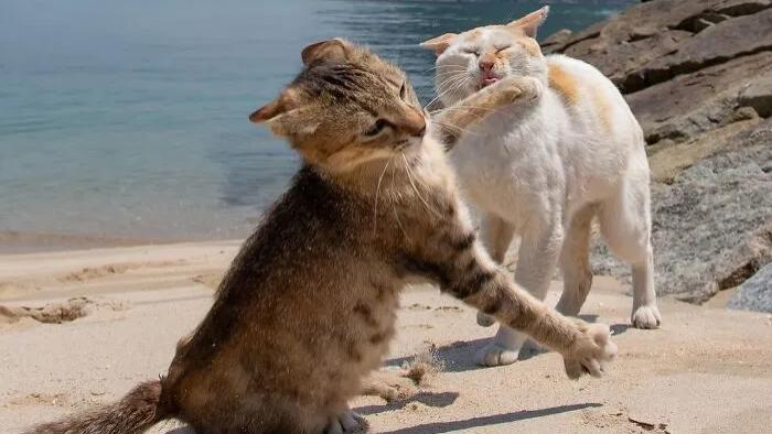 日本一小哥，坚持10年，专拍猫咪丑照