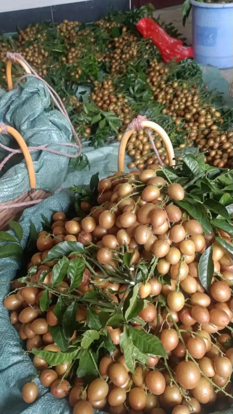 广东水果，夏日限定的黄皮，真的好好吃！