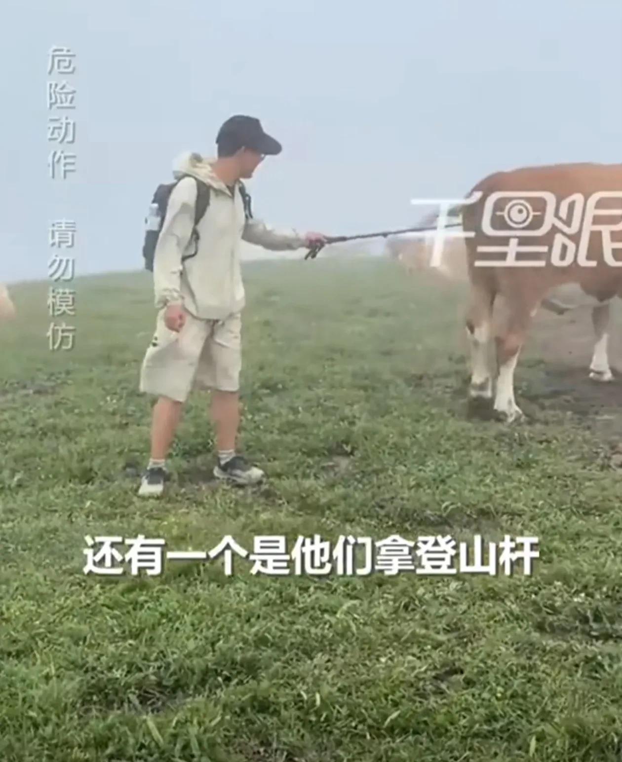 游客在五台山拿牛肉干喂牛，被牛围攻。
一群游客在徒步途中遇到了牛群，有人拿登山杖