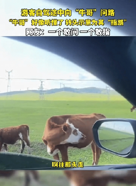 太有灵性了！内蒙古男子问牛路怎么走，牛转头指方向惊呆众人