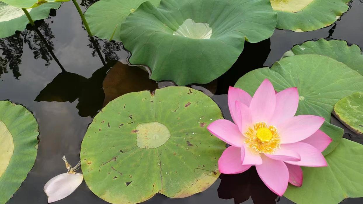 《韩非子》帝王术：领导最看重的，往往不是能力，而是这三点