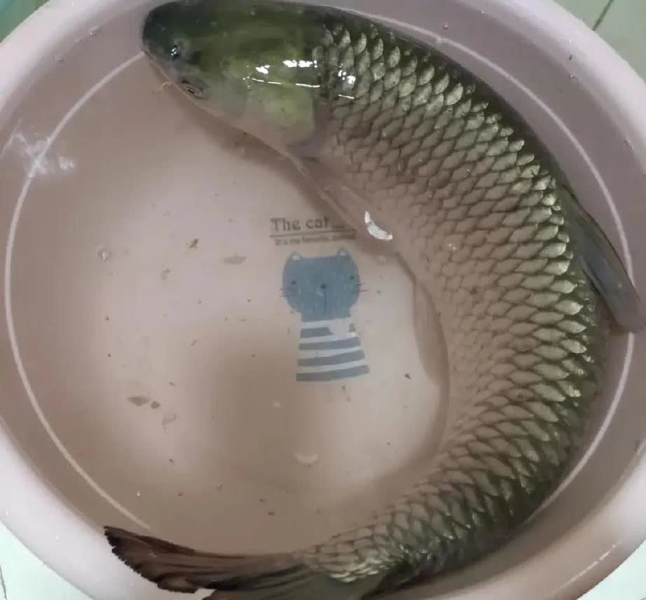 你见过这种事吗？活鱼加工下锅烧熟，能保证重量不变吗？

淅江杭州一女子到饭店