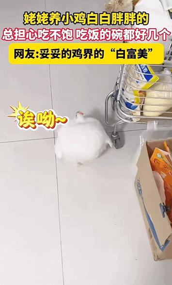 瞬间感觉活得不如一只鸡！天津，女子的姥姥养了一只鸡，平时总怕它吃不饱，经常喂鸡吃