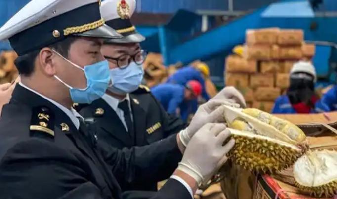 赚中国人钱还毒害中国人？泰国榴莲这事越挖越吓人，卖的贵就算了，毕竟有人爱吃，可谁