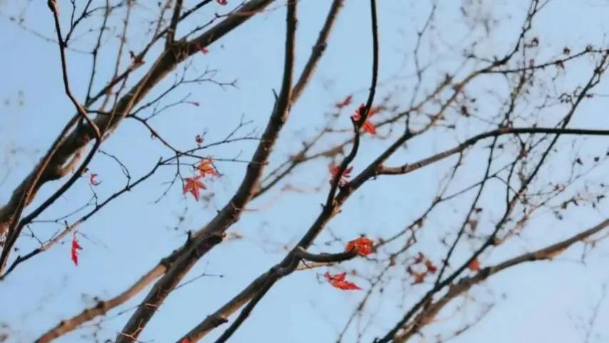 随笔：小年，祝别人安好，也祝自己万事胜意