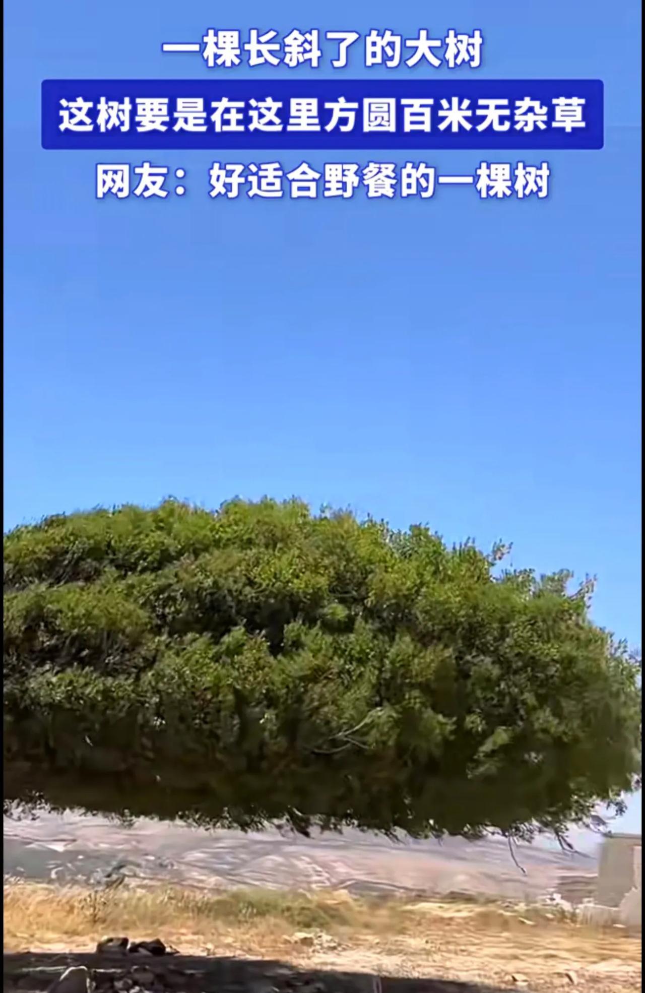 一棵长斜了的大树，
这树要是在这里方圆百米无杂草。