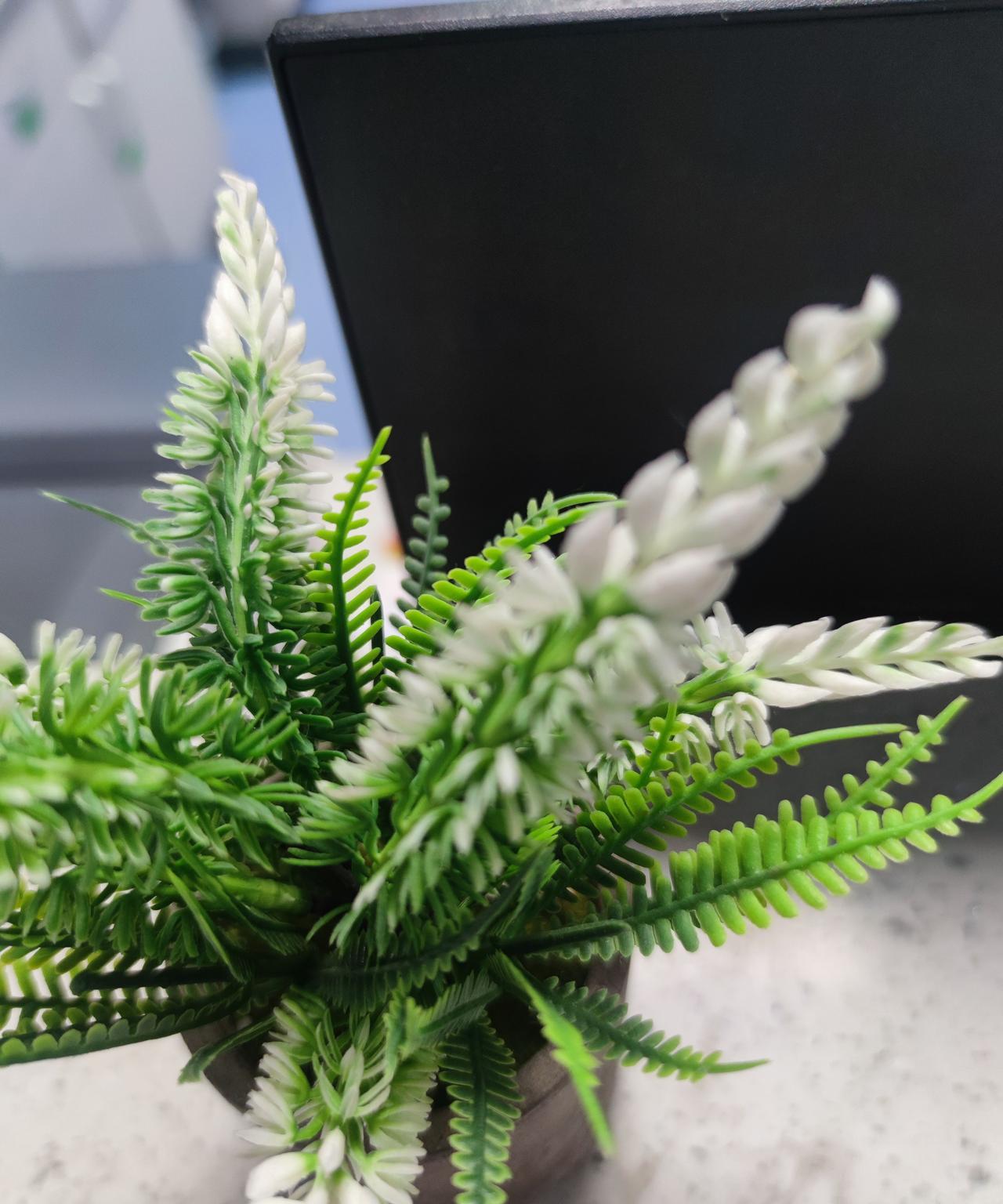 #分享手机里的花花草草#