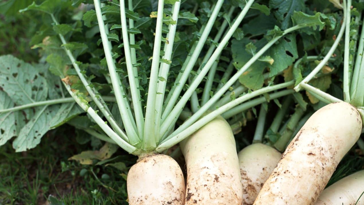 15天油菜绿意长，春色正芬芳，湖南怀化，油菜湘西扬