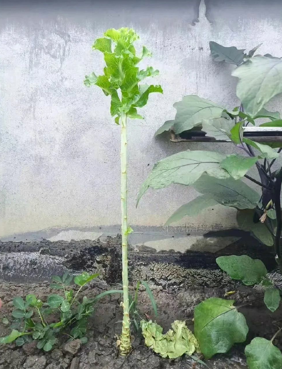 把生菜吃成了老桩