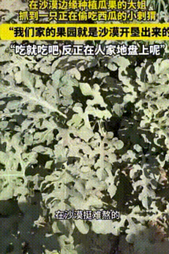 “活该发财！”7月8日，一女子发现一只刺猬在吃自家种的西瓜，没有赶走，反而任其啃