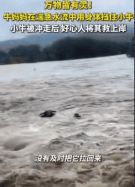 太有灵性了！浙江，母牛和小牛被洪水冲下水坝，在湍急的水流中，母亲拼命去守护小牛，