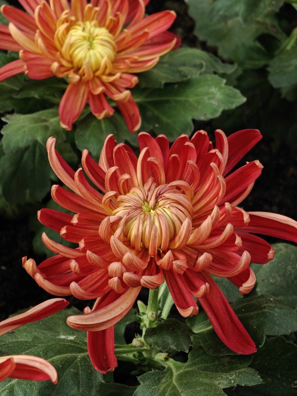 秋天的 “氛围感担当”：菊花一开，秋天就真的来了！