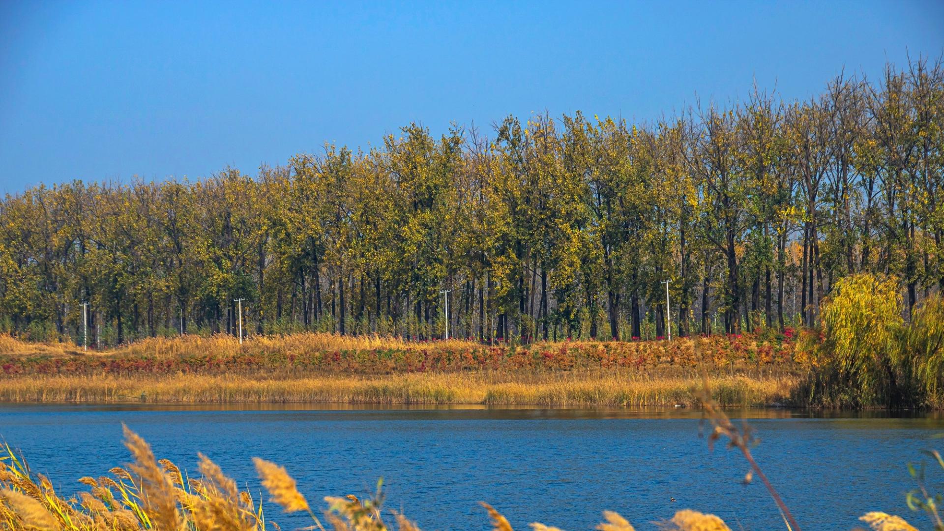 安徽宿州黄河故道，秋天充满诗意，这里是休闲观光的好去处