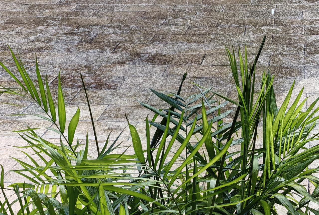 终于下雨啦！一阵大风过后，雷声隆隆，然后，大雨就来啦！
然后有人过来说，是人工降