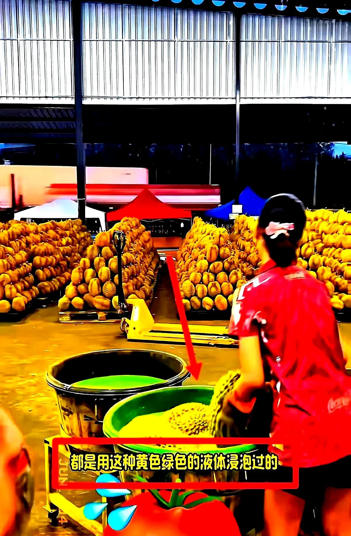 泰国榴莲：好货都去哪儿了？











---










