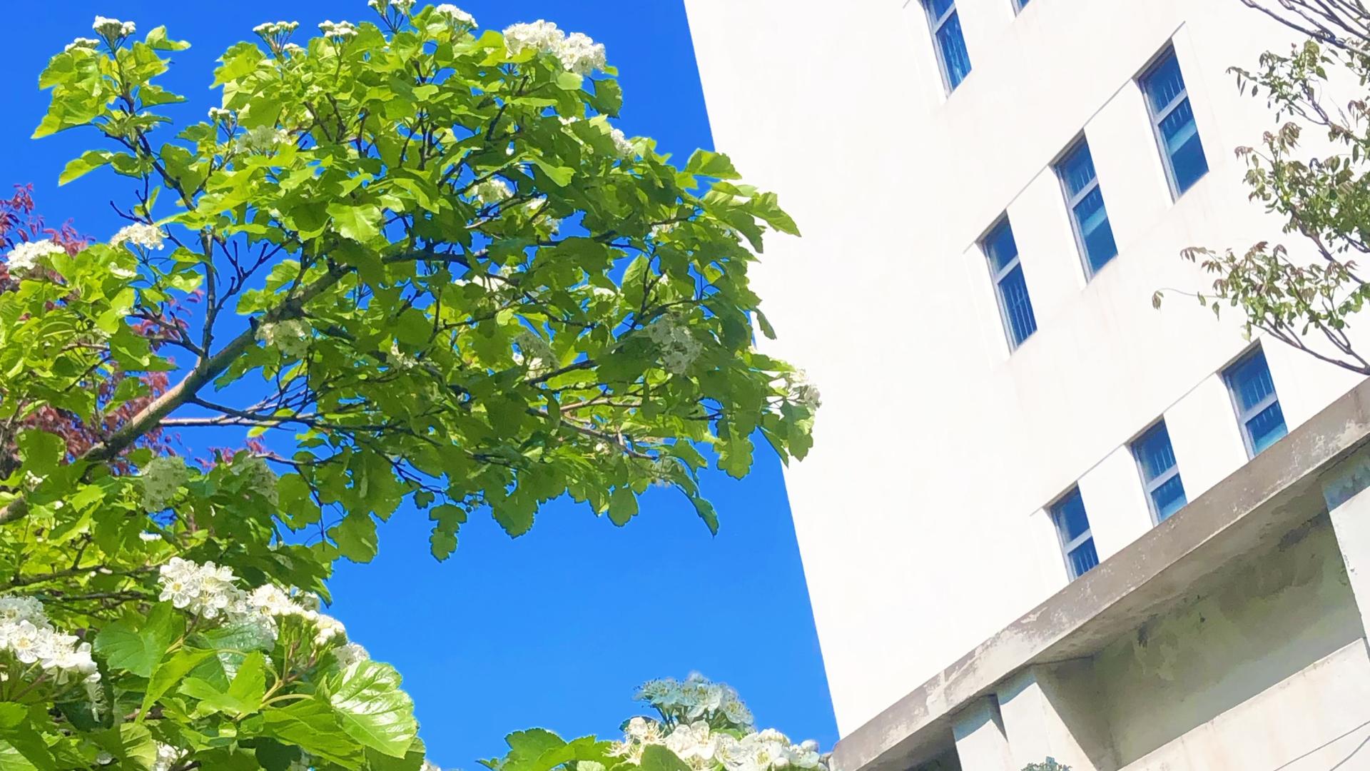 山楂树之春