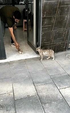 真的是万物皆有灵，猫猫狗狗只是不会说话，其实它们什么都懂！
这不一只流浪猫妈妈叼
