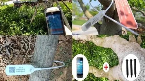 RFID为苗木赋予 “数字身份”