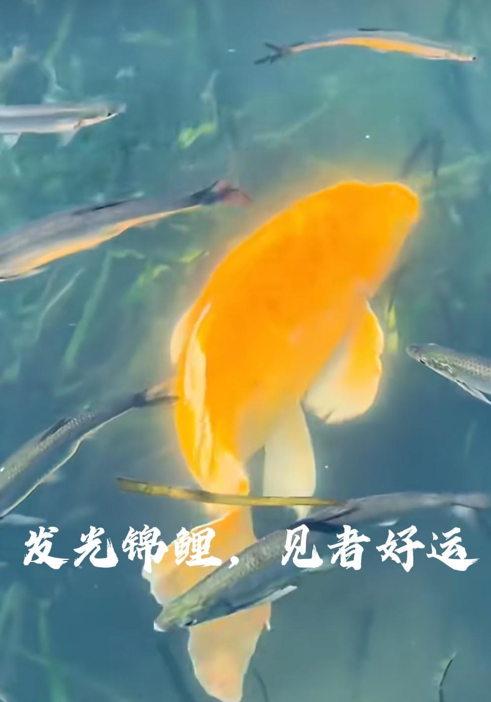 惊！水中惊现金色“发光锦鲤”，点进接好运！
神秘发光锦鲤现身，见者必沾喜气！
全