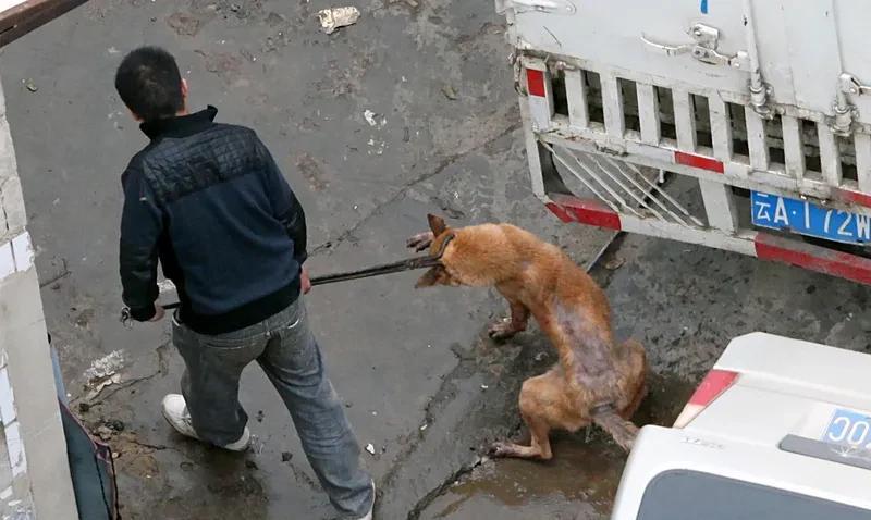 烈犬咬死人 狗主人获刑6年半 烈犬咬死人，狗主人被判6年半，这件事近来备受关注。
