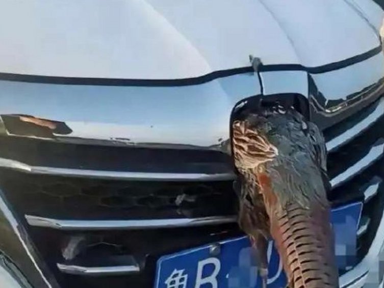 这种情况可以让他肉偿吗?把车子都给撞坏了