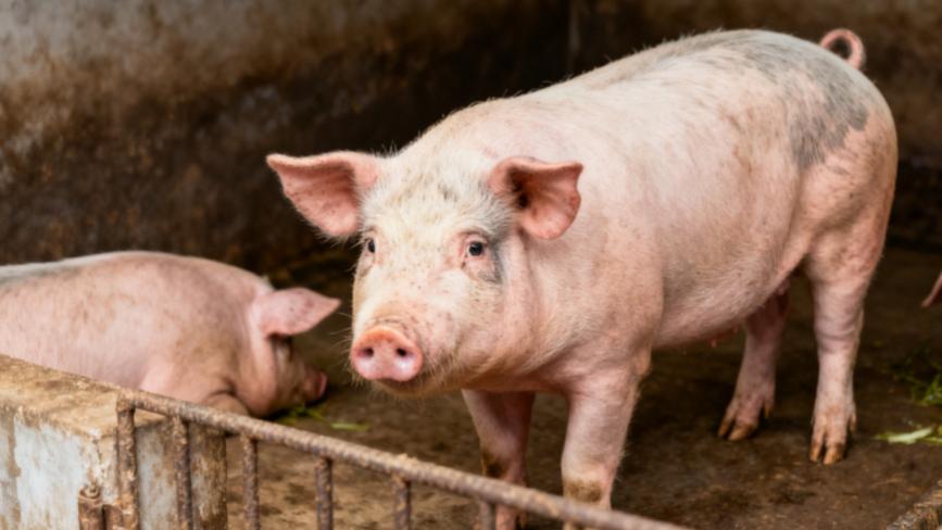 森澳达｜生猪市场观察：产能过剩下价格上移，为何不宜过度看涨？