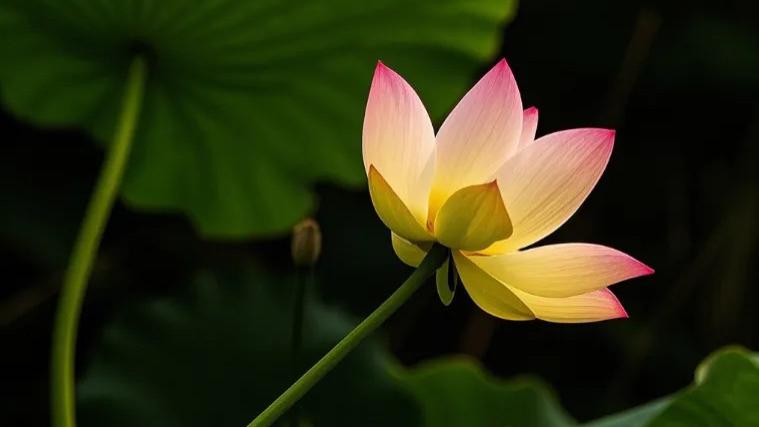 言语三境界：止语、慎言、慧语，守心者见天地