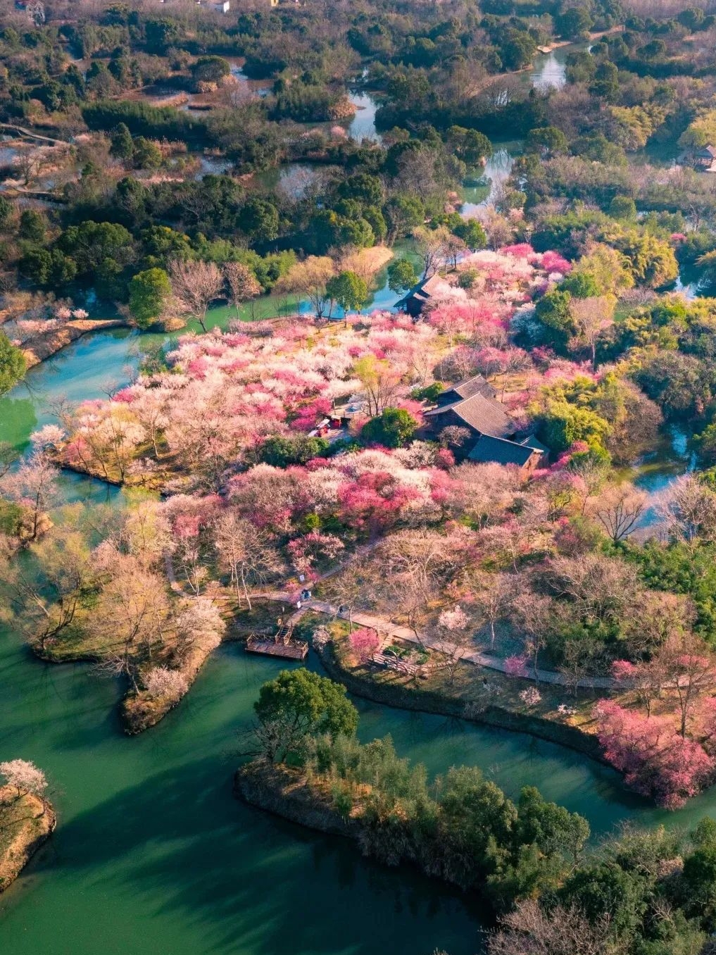 宝子们，杭州西溪那 “水上梅林” 简直美翻啦！可这里面，还真有点门道。
讲真，杭