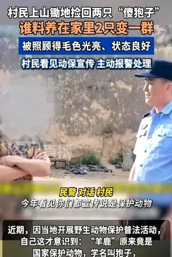大婶上山锄地捡到傻孢子，2只变一群，被大婶照顾得毛色光亮、状态良好