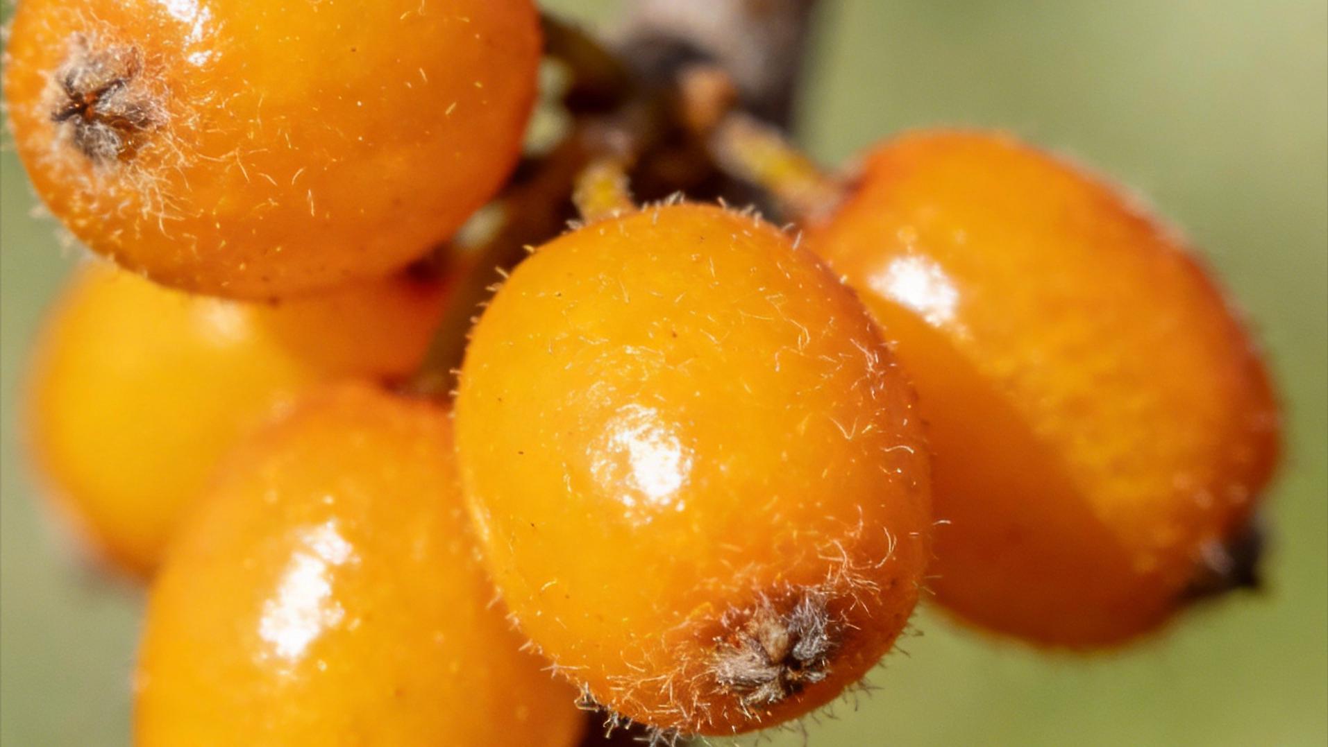 一杯献果园，盛满右玉的风土与匠心