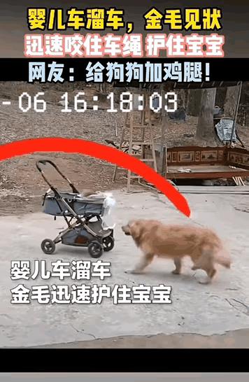 忠犬户主！女子发布监控视频说老公忘记离开婴儿车的时候忘记拉上刹车，导致婴儿车溜车