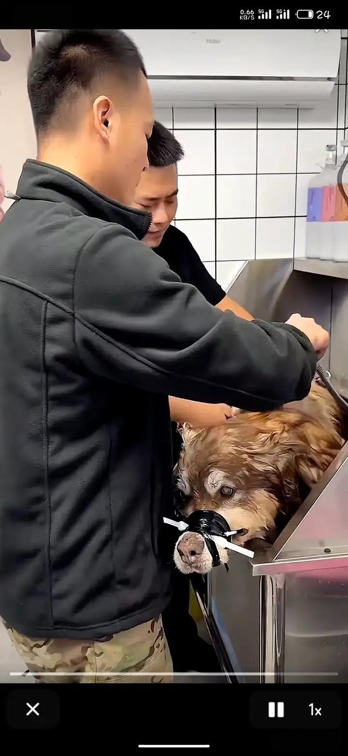 网红恶犬洗澡死了 训狗师不专业

                       