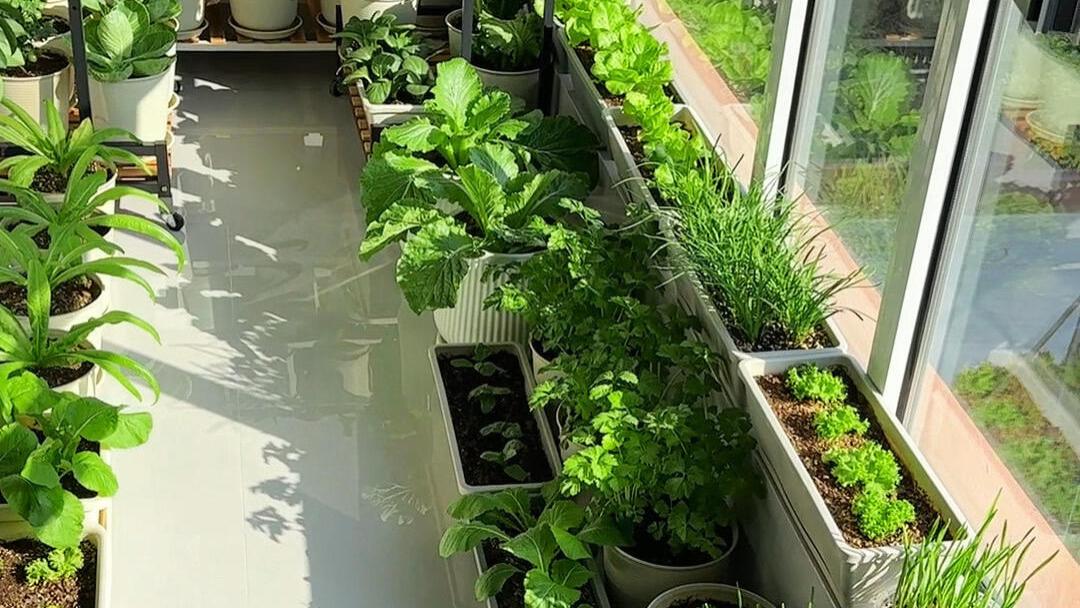 不要小瞧在“阳台种菜”的人了，脑洞大开，就该你们菜吃不完