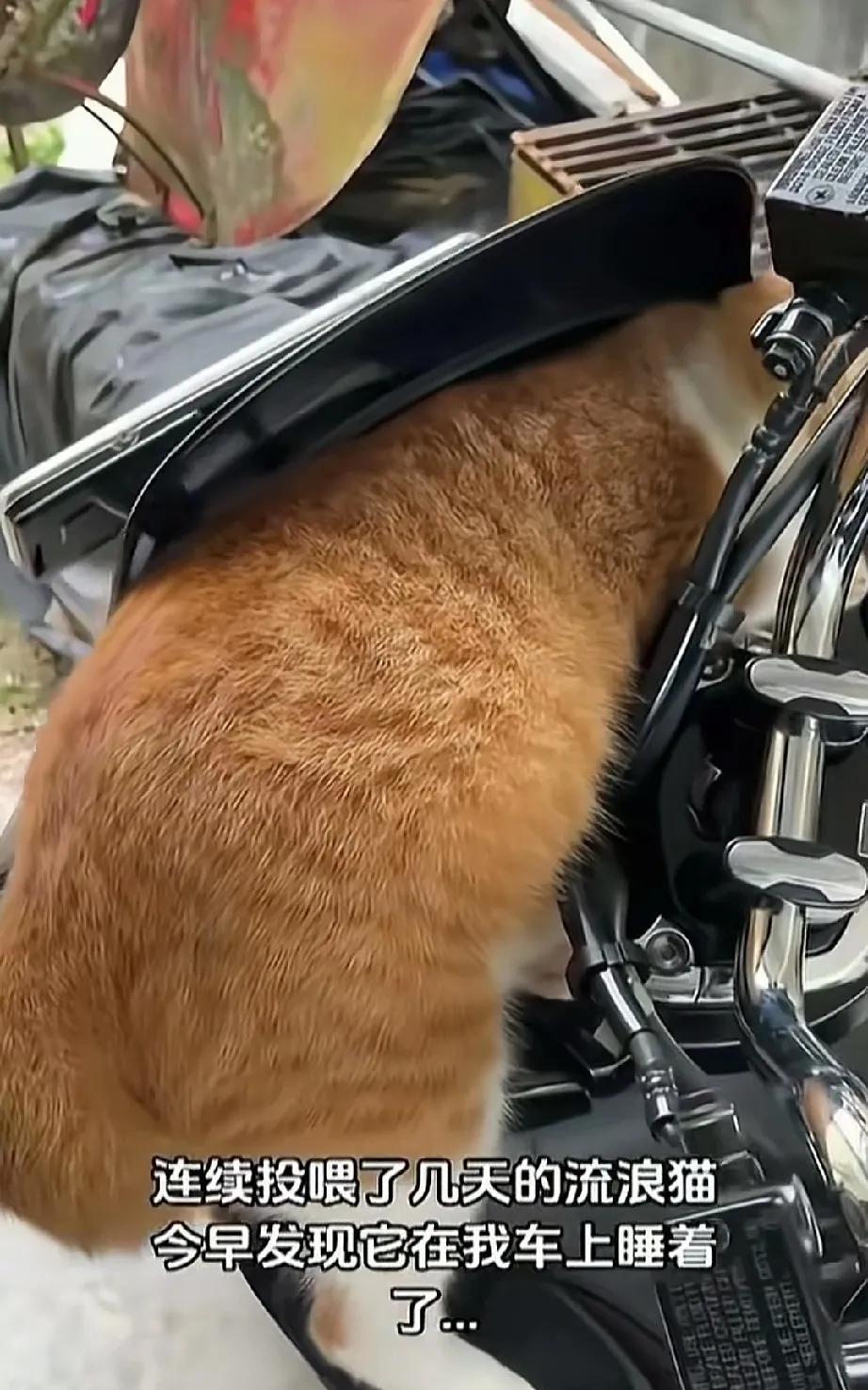 流浪猫悄然认主，这让投喂者倍感惊奇。
“就因为我连续喂了它几天，没想到它就偷偷爬