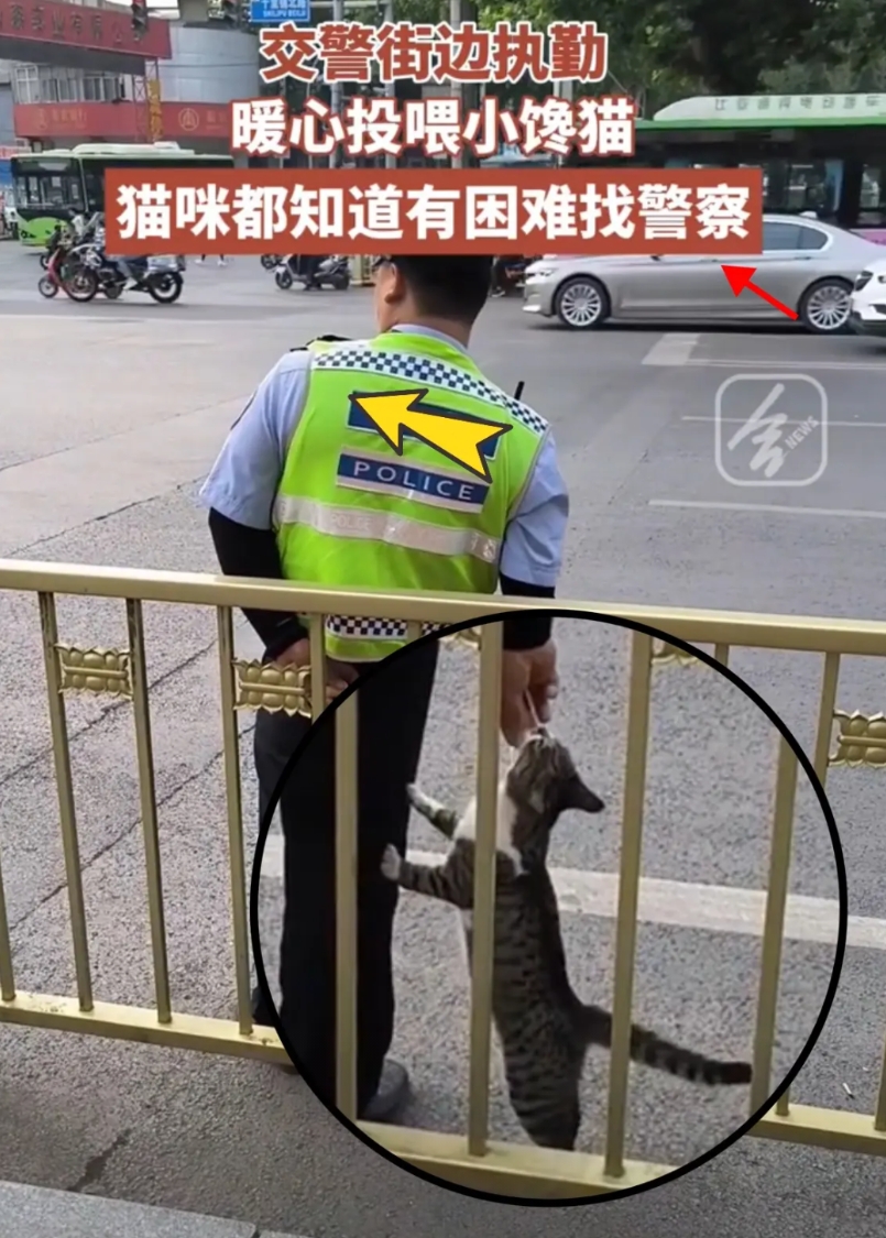 一名交警最近火了！

他在执勤的的时候遇见了一只流浪猫，他发现时，猫咪已经奄奄一