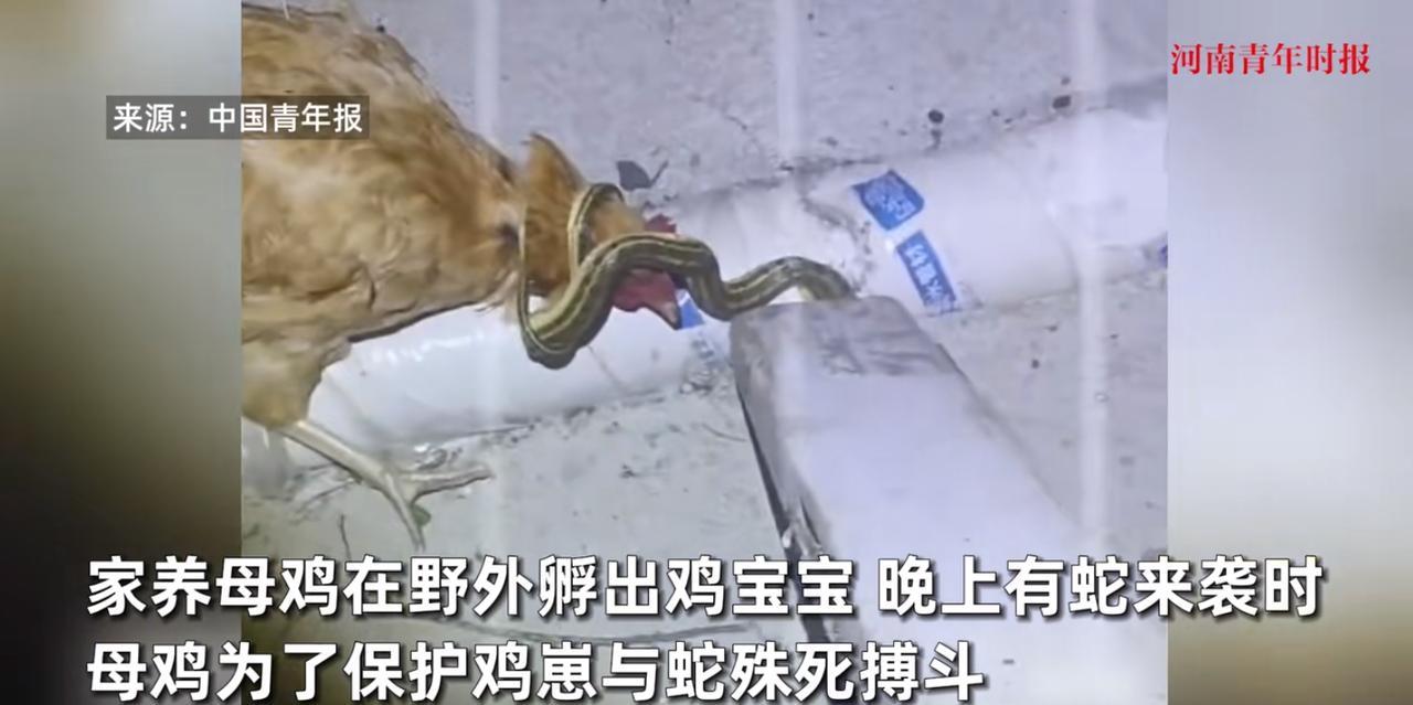 “万物皆有灵！”近日，山东济南，一只母鸡刚孵完几只小鸡后，却突然遭到了菜花蛇的袭